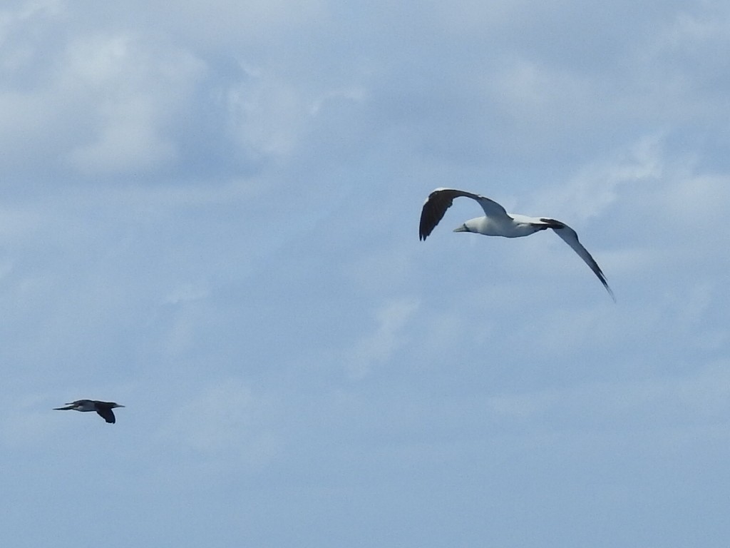 Masked Booby - ML202428961