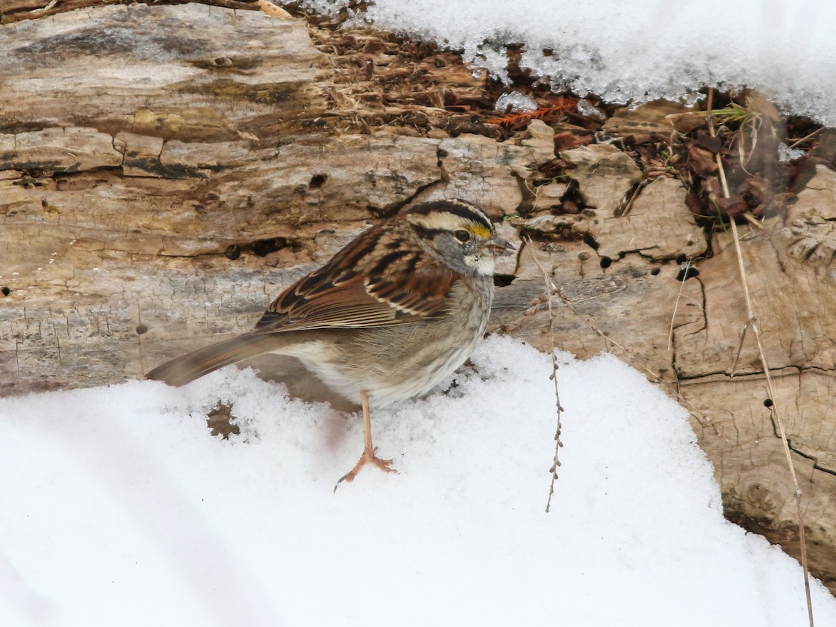 White-throated Sparrow - Dominick Fenech