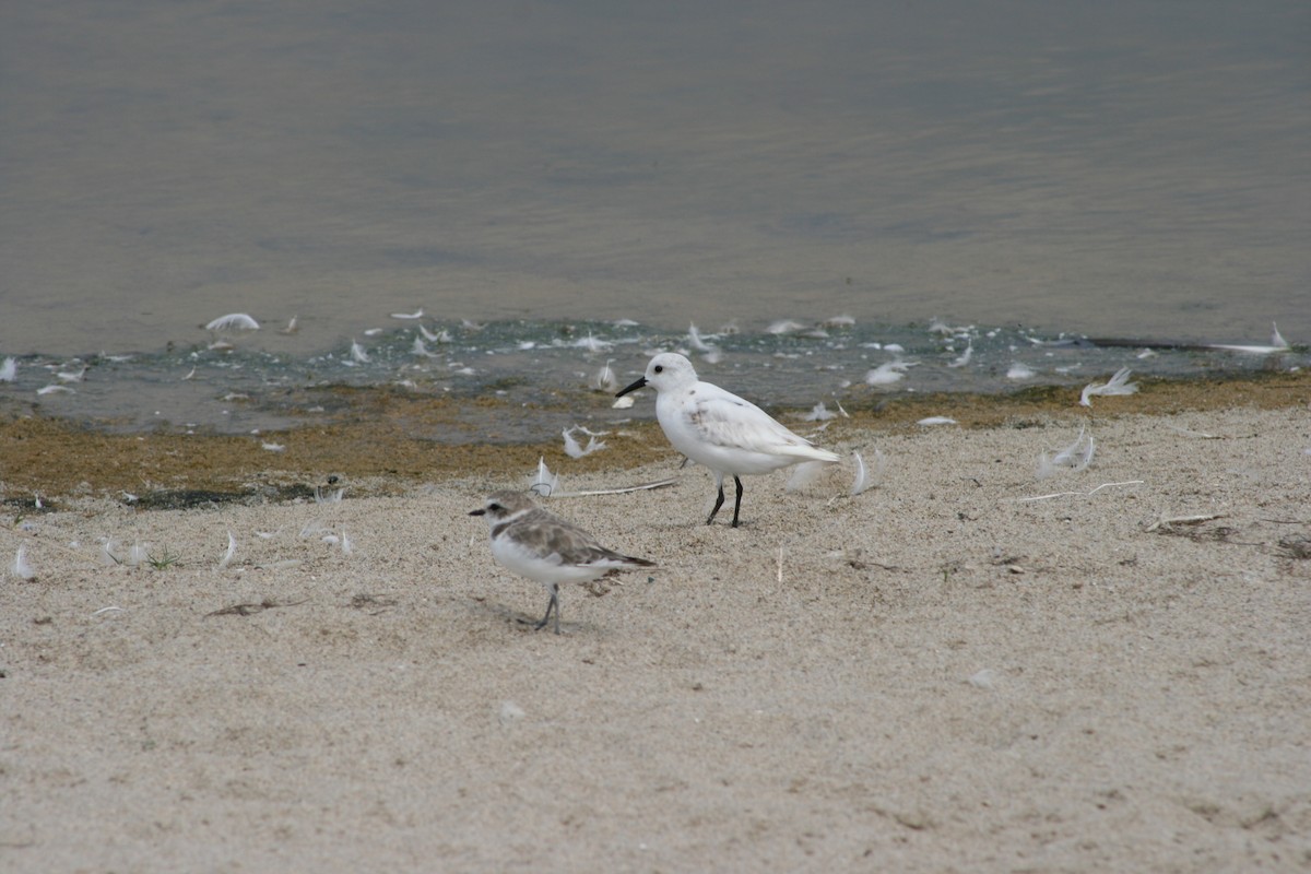 Sanderling - Kimball Garrett