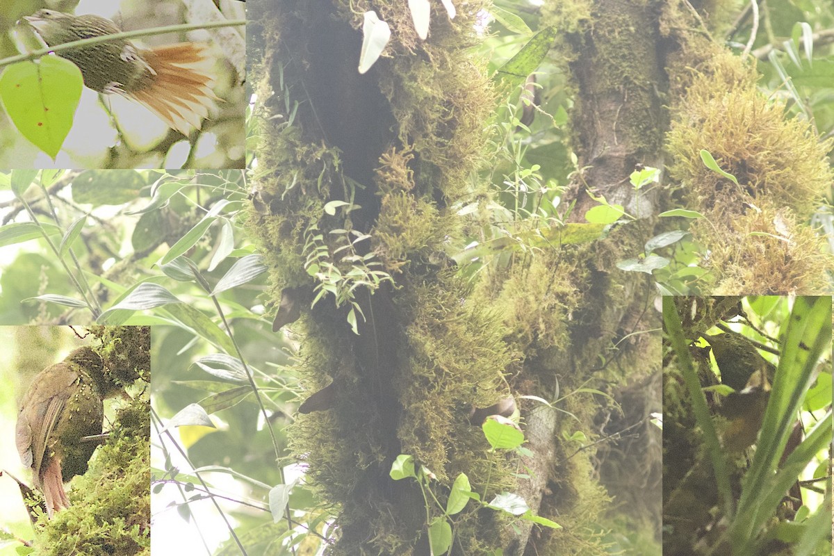 Beautiful Treerunner - Derrick Wilby