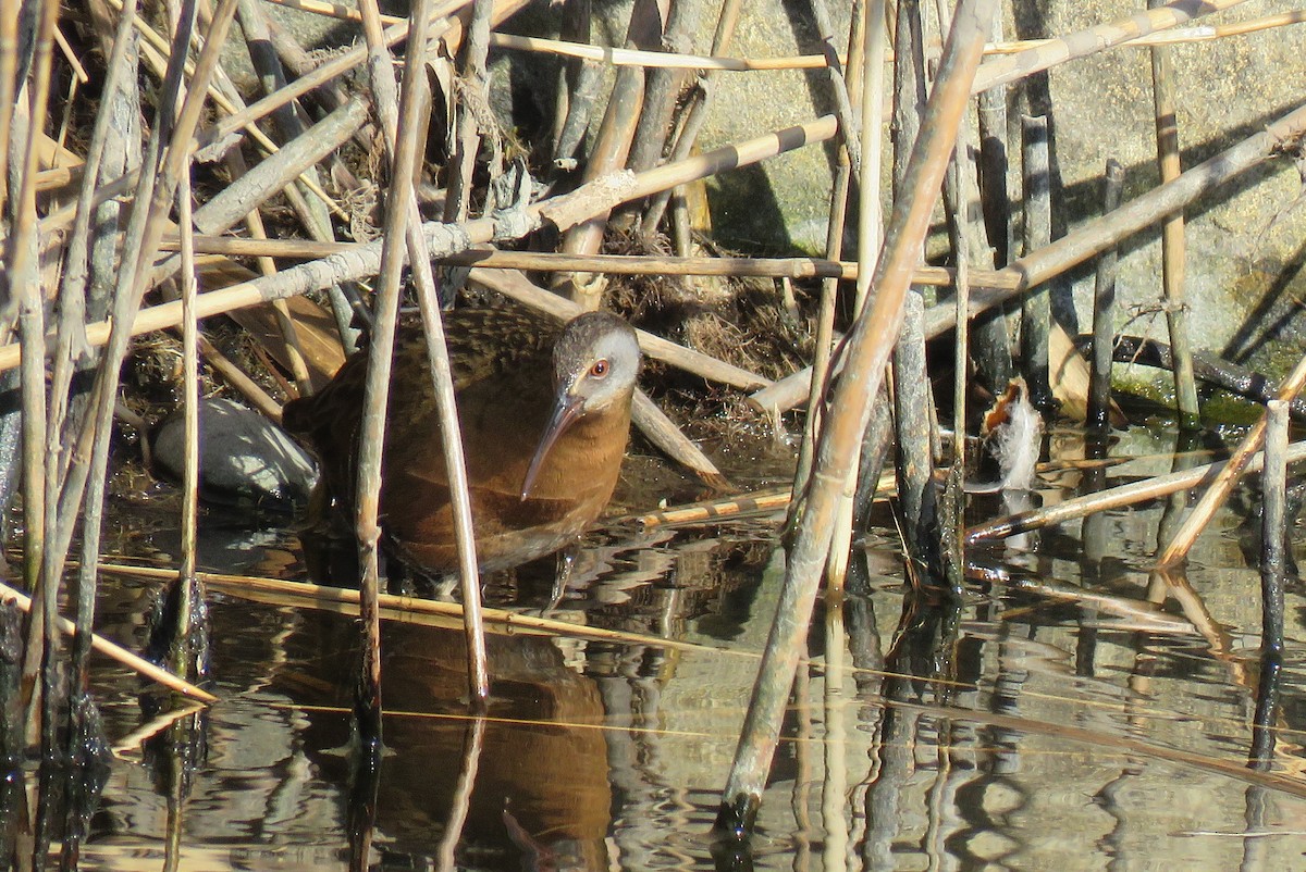 Virginia Rail - ML202432311