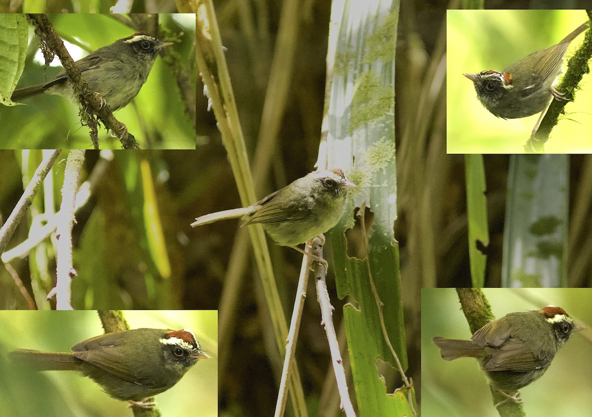 Pirre Warbler - ML202432681