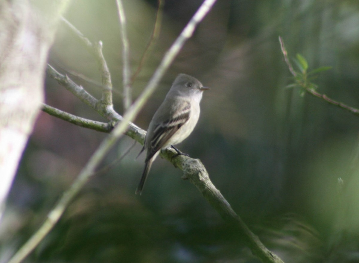 Hammond's Flycatcher - ML20243271