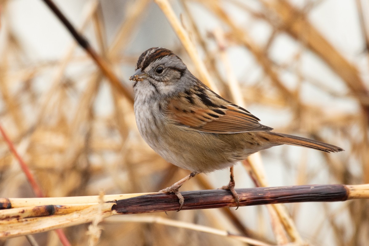 Swamp Sparrow - Michael Pelc
