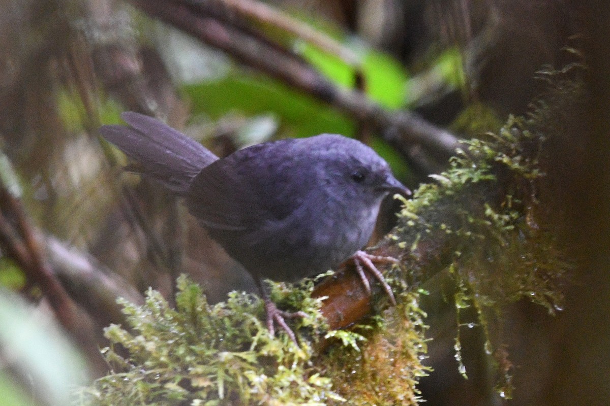 Ash-colored Tapaculo - David M. Bell