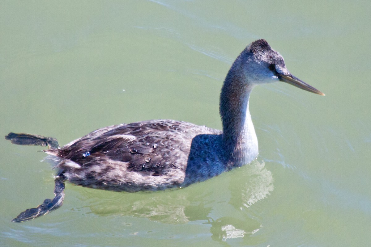 Great Grebe - ML202435291