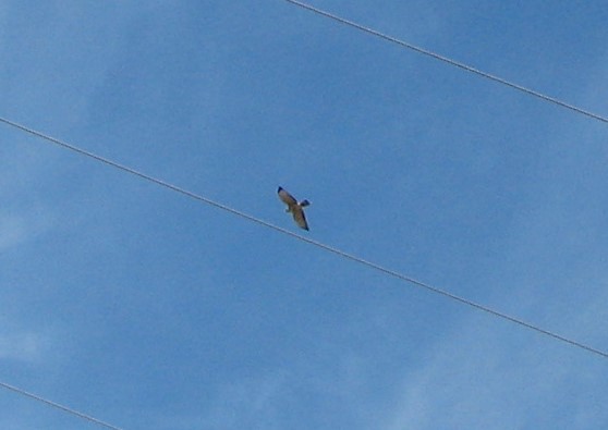 Broad-winged Hawk - Wyatt Egelhoff