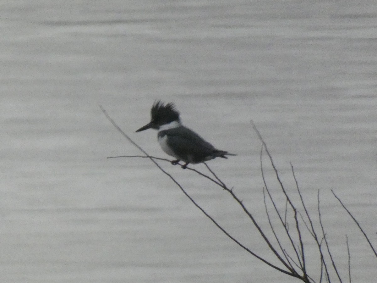 Belted Kingfisher - ML202435651