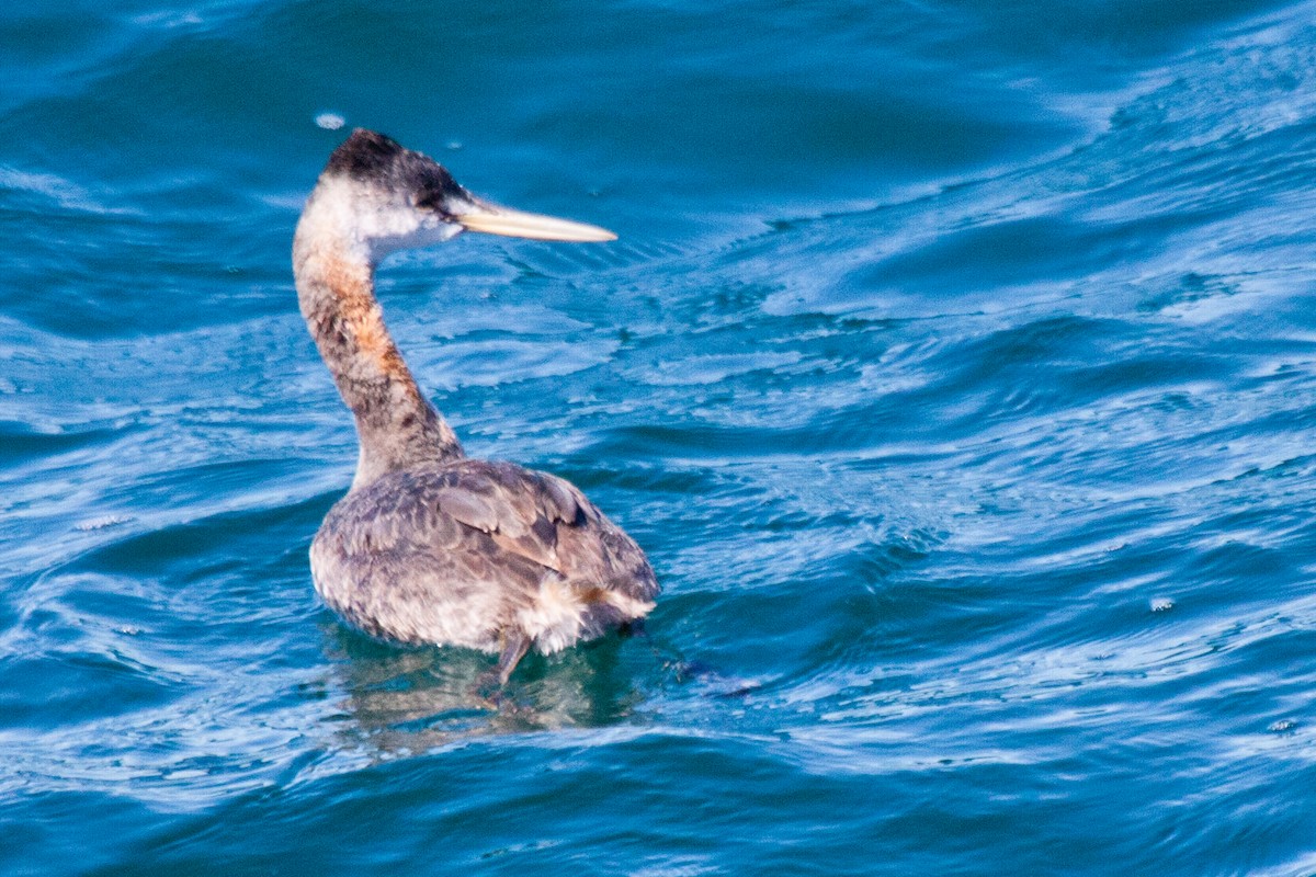 Great Grebe - ML202435701