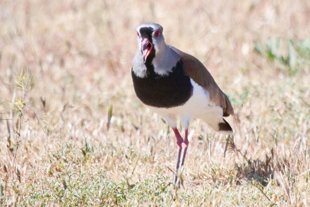 Southern Lapwing - Sue Wright