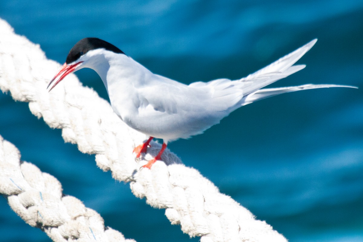 South American Tern - ML202436631