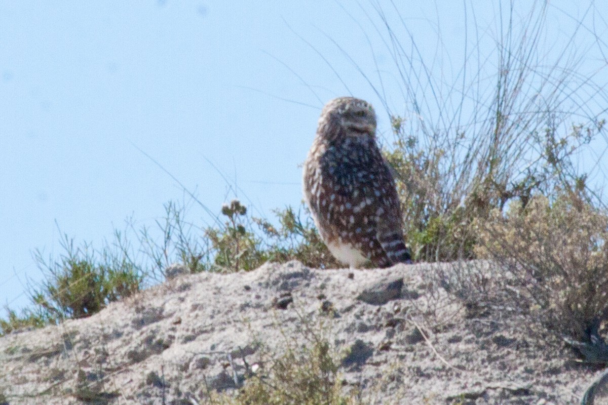 Burrowing Owl - ML202436771