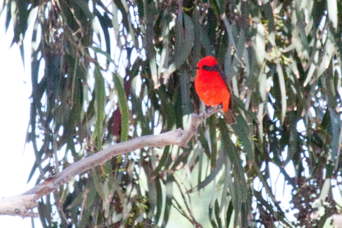 Vermilion Flycatcher - ML202437191