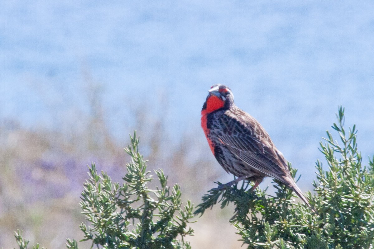 Long-tailed Meadowlark - Sue Wright