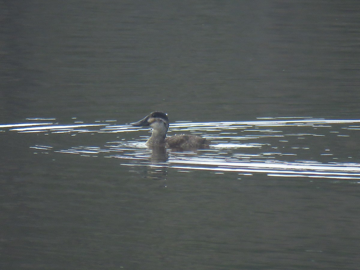 Ruddy Duck - Ron Ahle