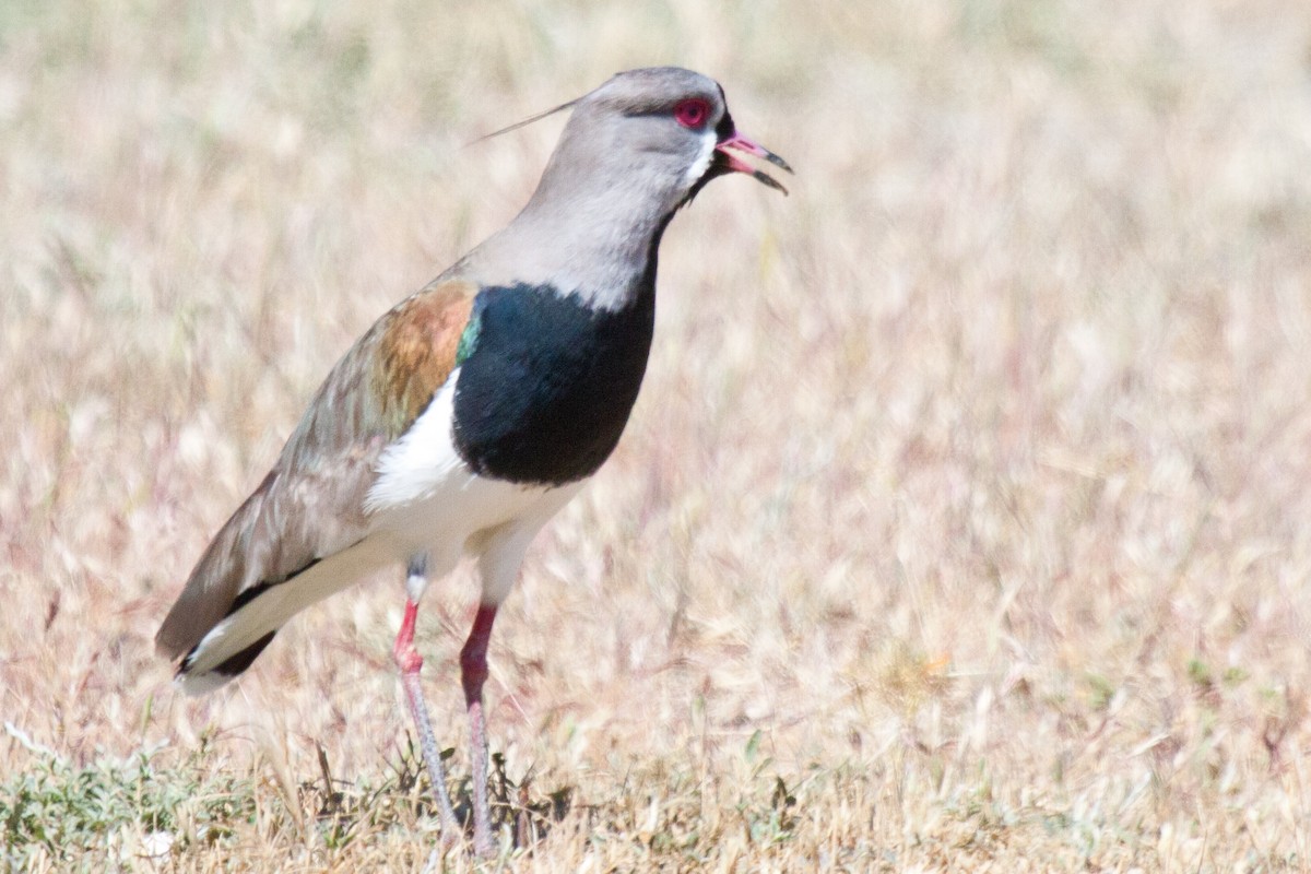 Southern Lapwing - Sue Wright