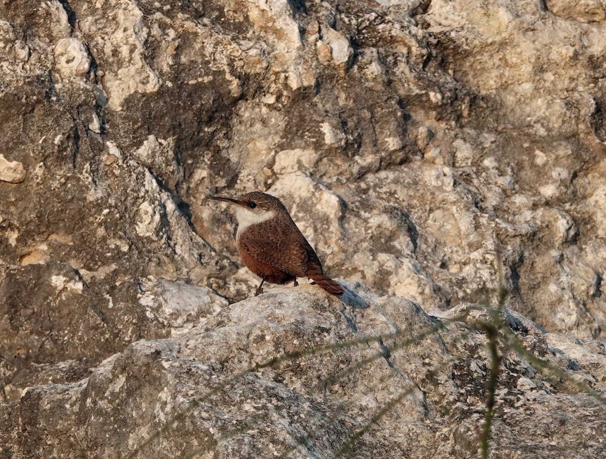 Canyon Wren - ML202439551