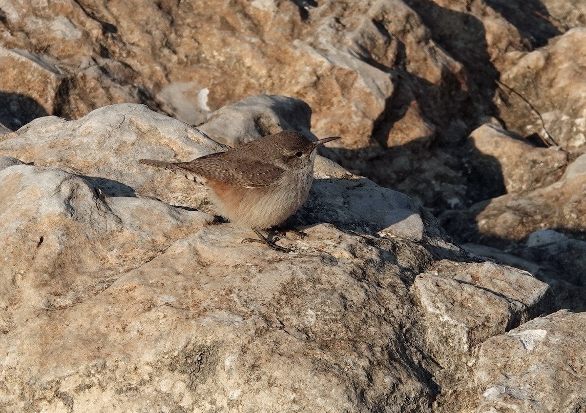 Rock Wren - ML202439581