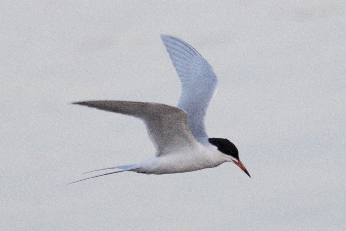 Forster's Tern - David Brown