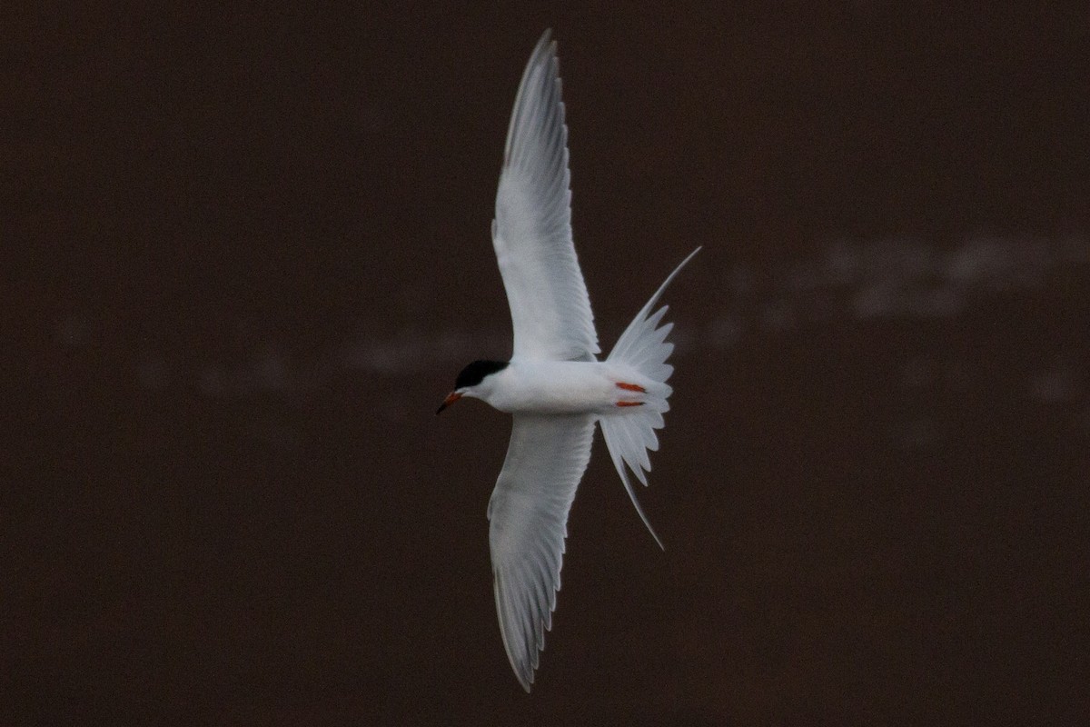 Forster's Tern - David Brown