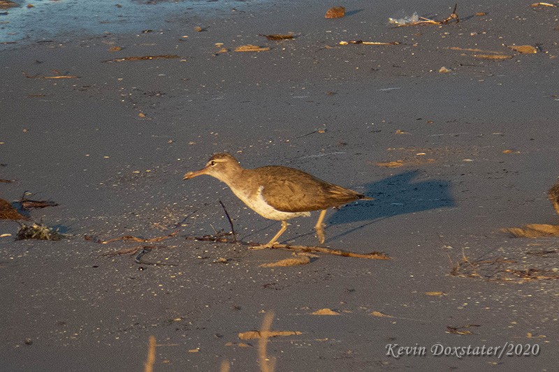 Spotted Sandpiper - ML202441341