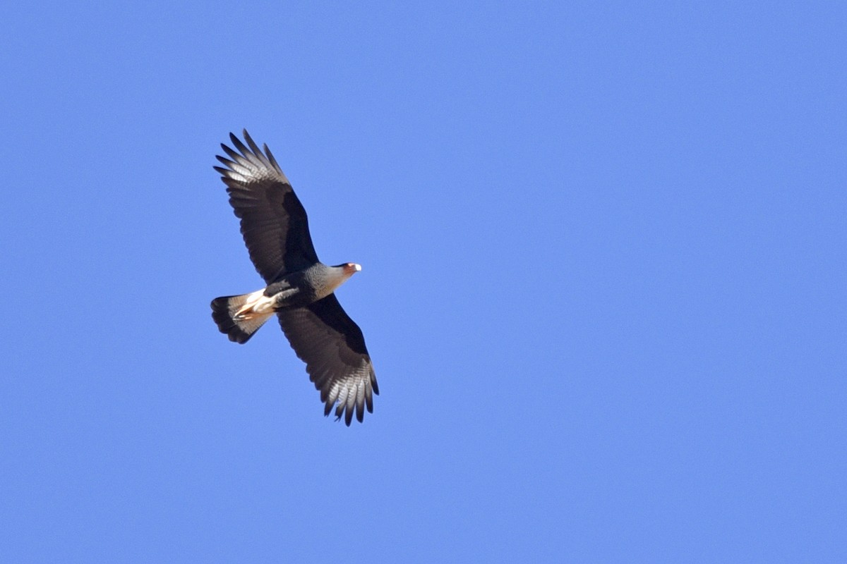 Crested Caracara (Northern) - Daniel Irons