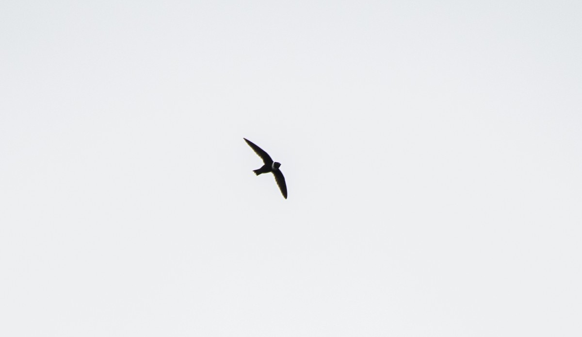 White-collared Swift - Simon Boivin