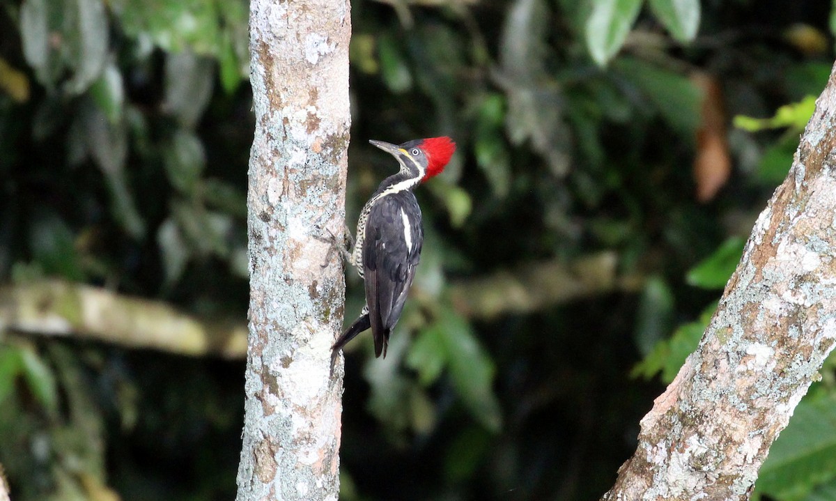 Lineated Woodpecker - Elliott Ginger