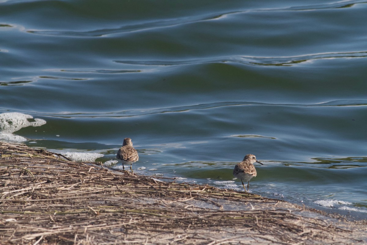 Least Sandpiper - ML202446031