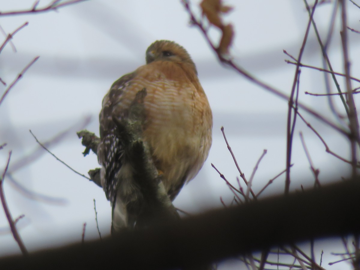 Red-shouldered Hawk - ML202446291