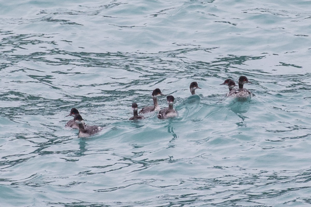 Eared Grebe - ML202446681