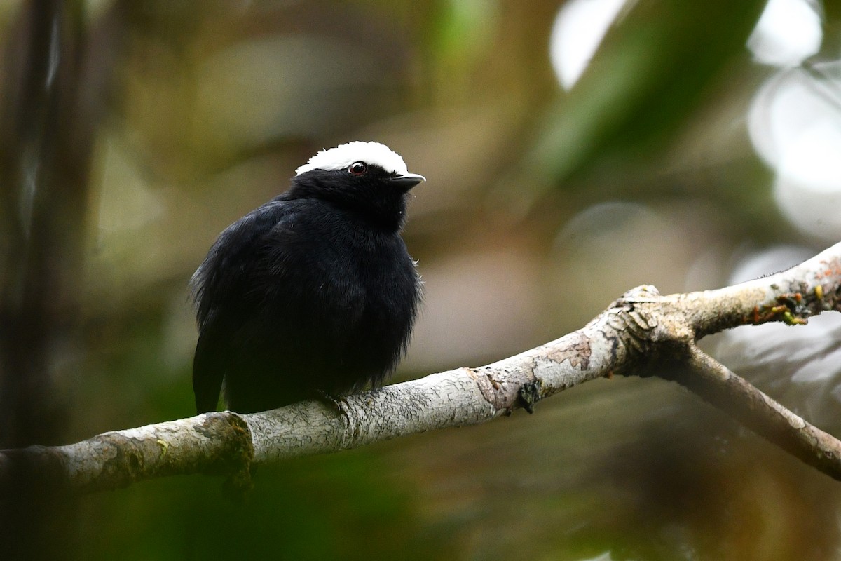 White-crowned Manakin - ML202447581