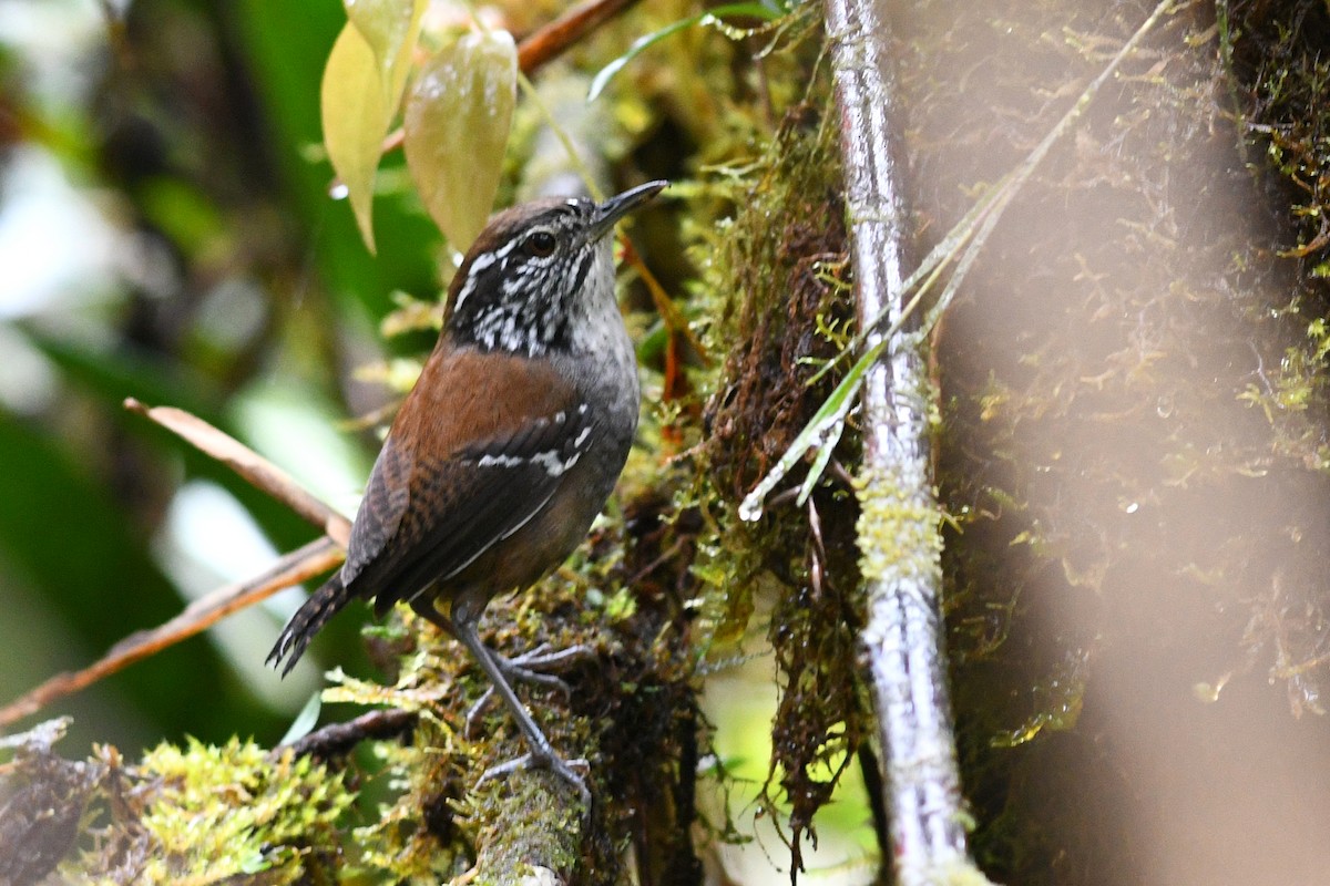 Bar-winged Wood-Wren - David M. Bell