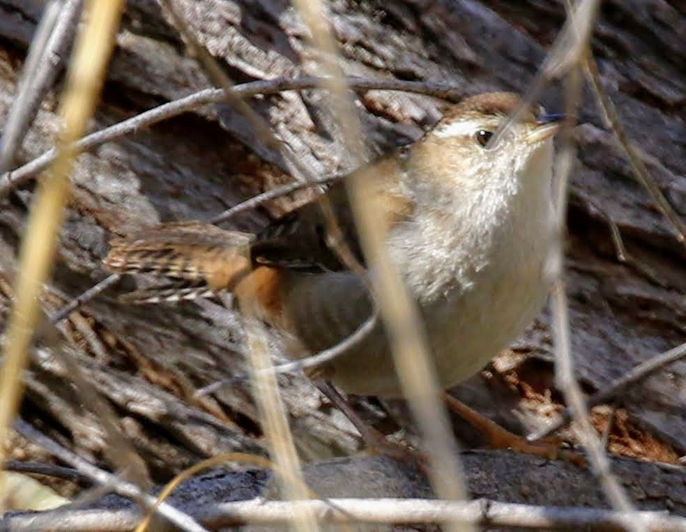 Marsh Wren - ML202447971