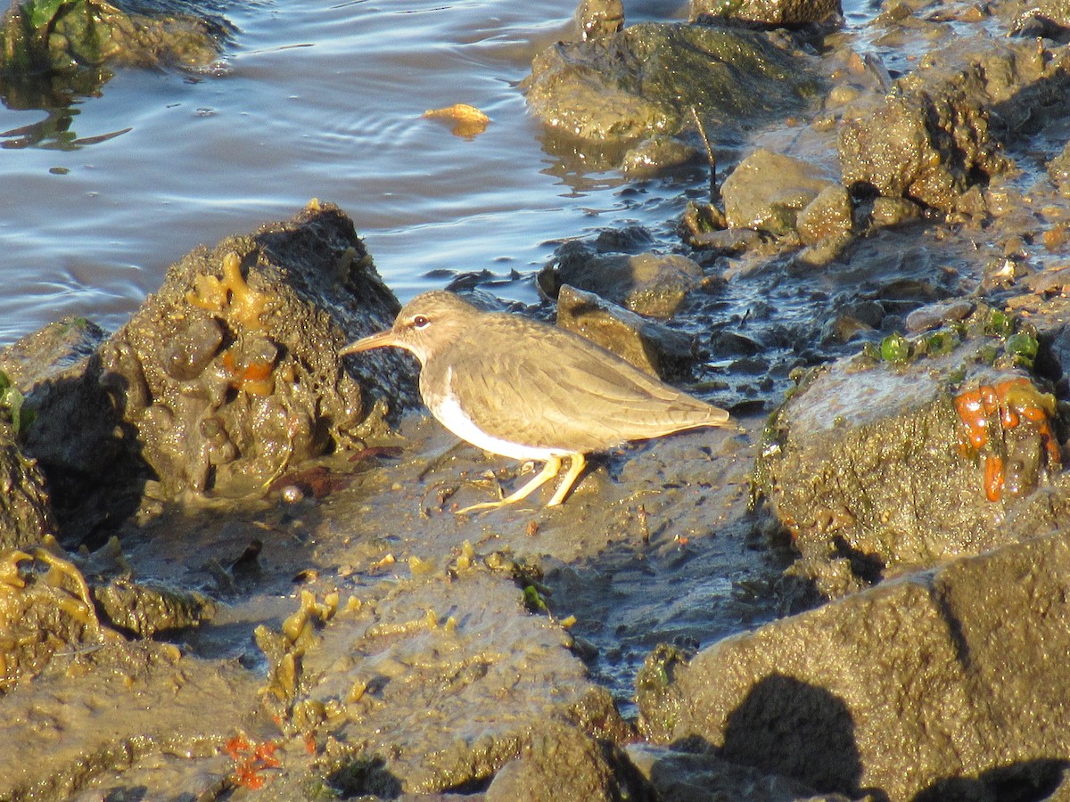 Spotted Sandpiper - karen pinckard