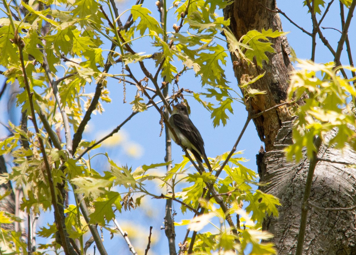 Eastern Wood-Pewee - ML202449101