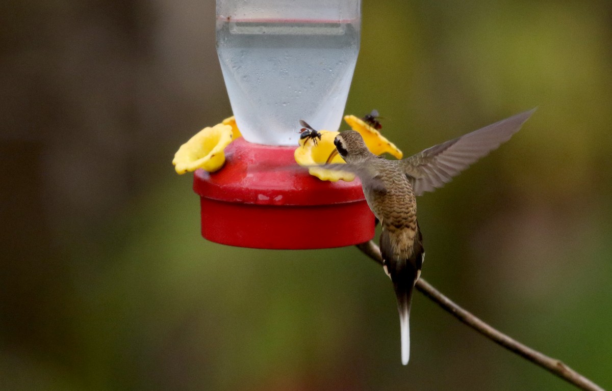 Long-billed Hermit (Central American) - ML202449521