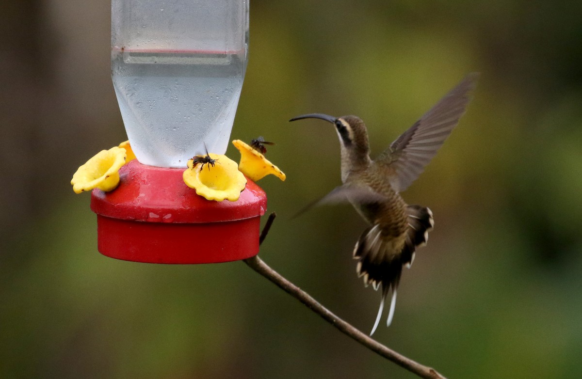 Long-billed Hermit (Central American) - ML202449531