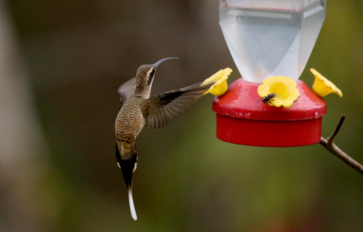 kolibřík tmavolící [skupina longirostris] - ML202449751