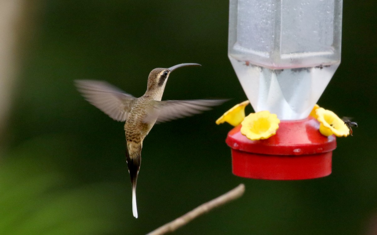 Long-billed Hermit (Central American) - ML202449961