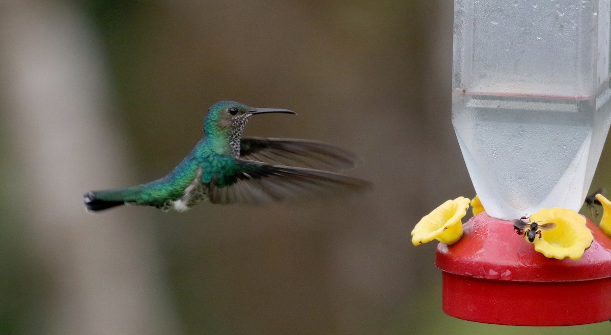 White-necked Jacobin - ML202450201