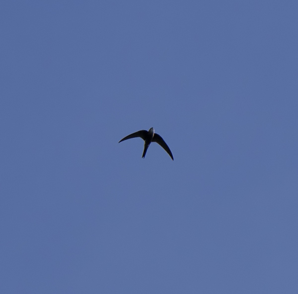 Pacific Swift - ML202450601