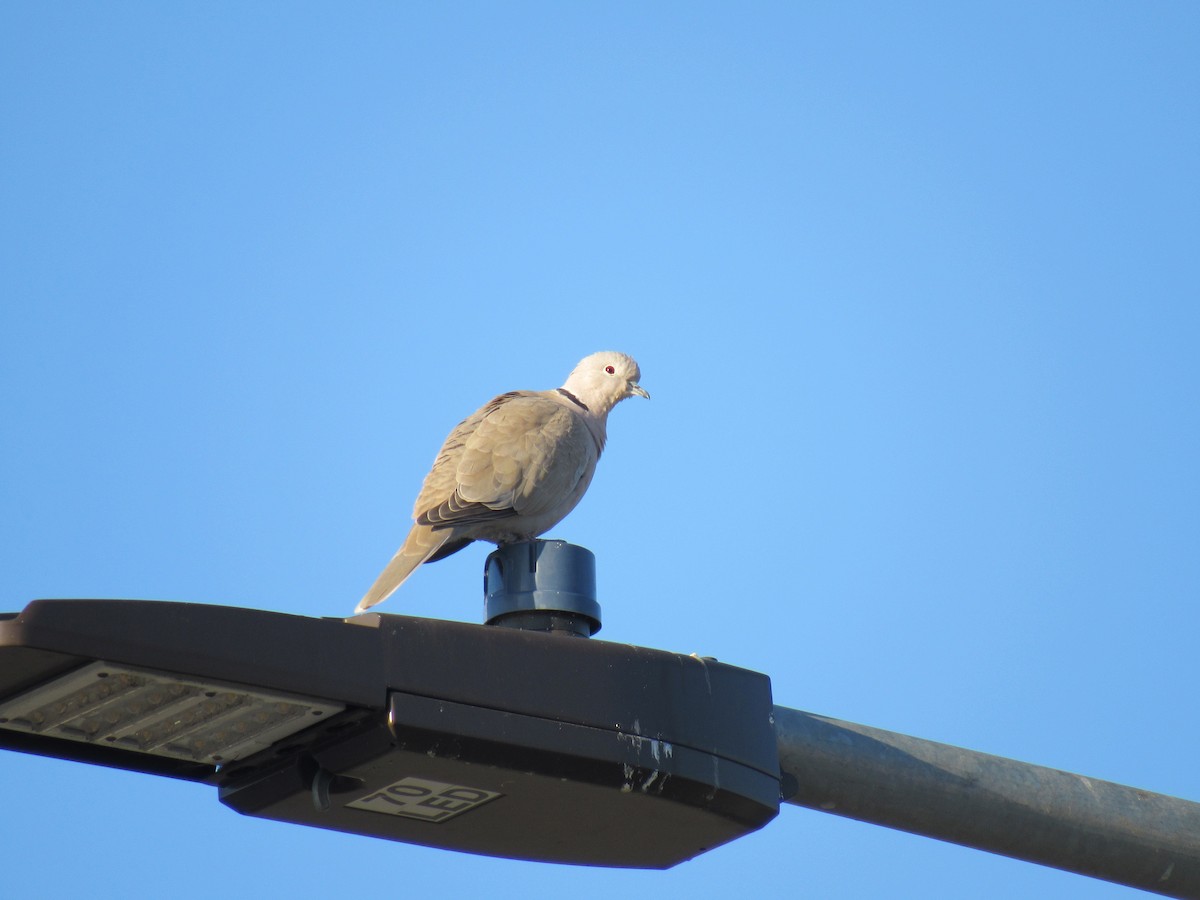 Eurasian Collared-Dove - ML202452601