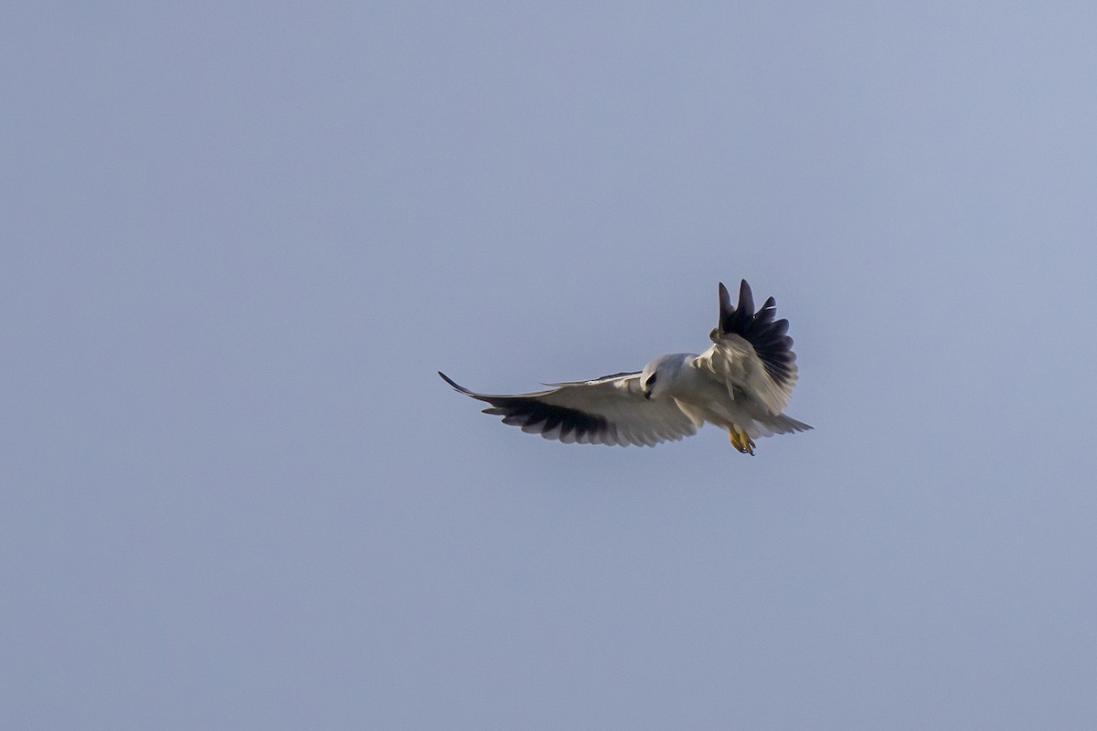 Black-winged Kite - Murthy Putrevu
