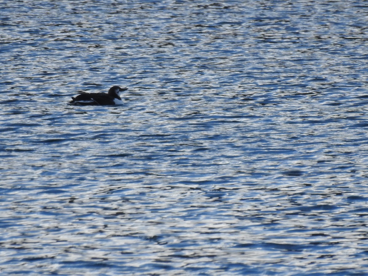 Common Murre - Sylvia Craig