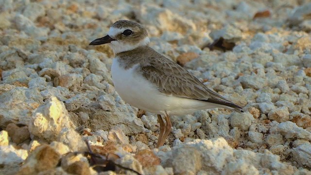 Wilson's Plover - ML202459211