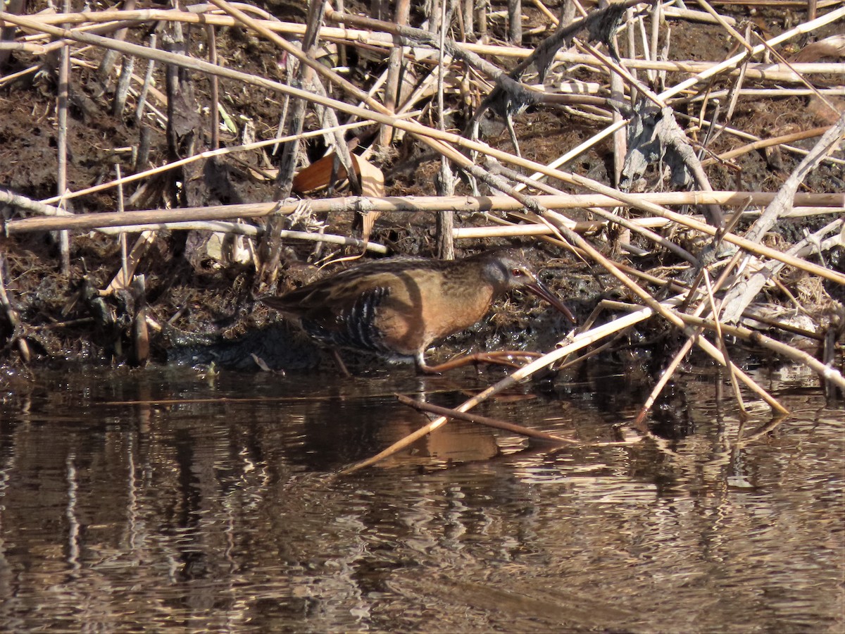 Virginia Rail - Bill Ostiguy