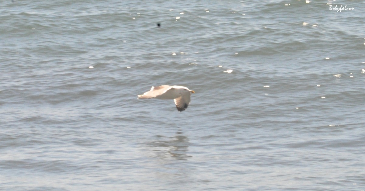 Lesser Black-backed Gull - ML202460811