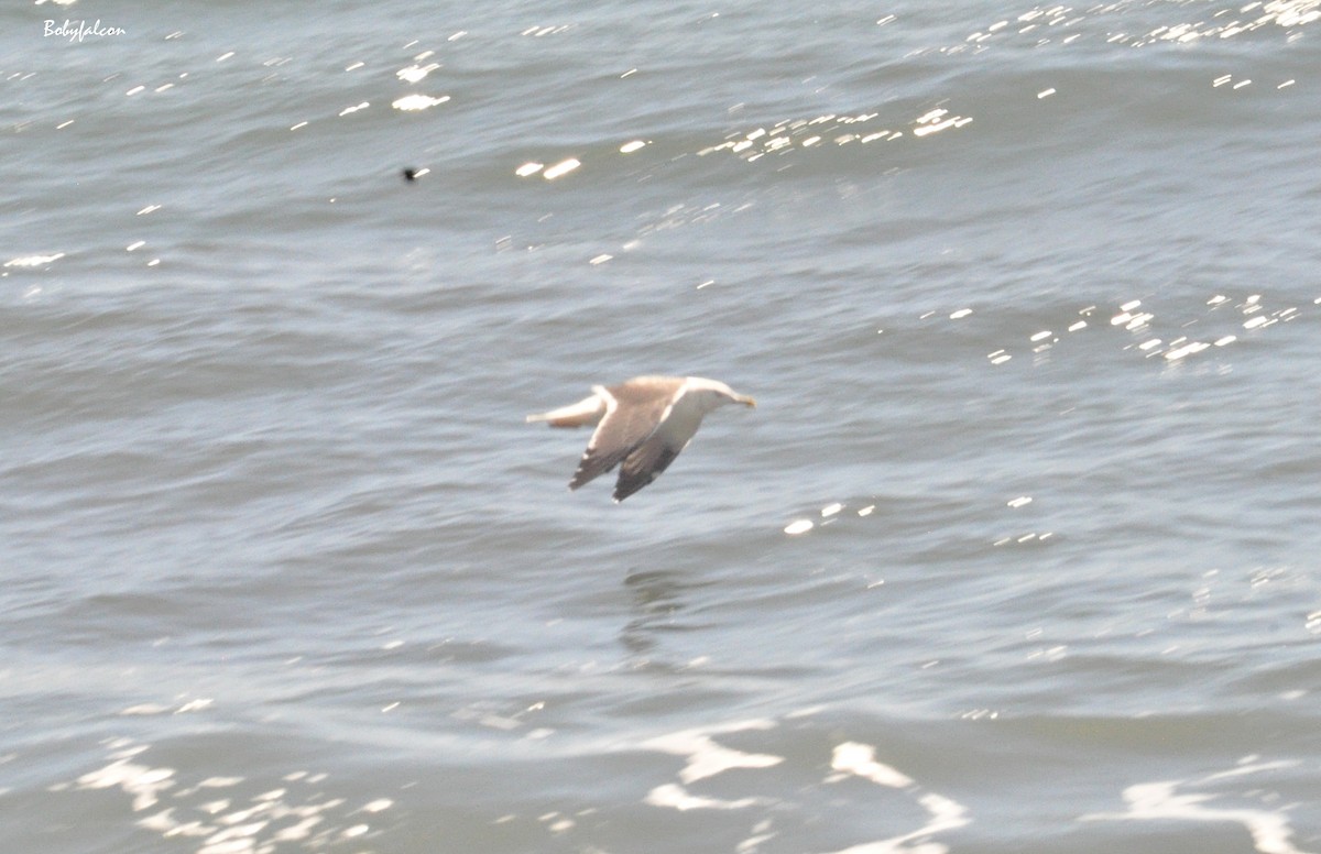 Lesser Black-backed Gull - ML202460821