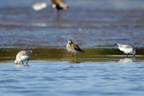 Pectoral Sandpiper - ML202461201